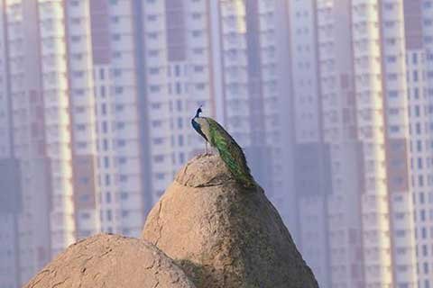 കൊറോണക്കാലം പരിസ്ഥിതി ബോധം വളർത്തിയതായി പഠനം