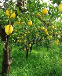 ചെറുനാരങ്ങ പൊള്ളുന്നു