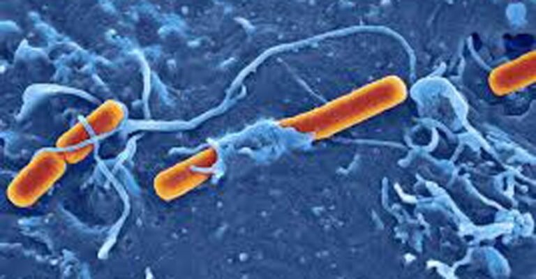 കേരളത്തിൽ വീണ്ടും ഷിഗെല്ല