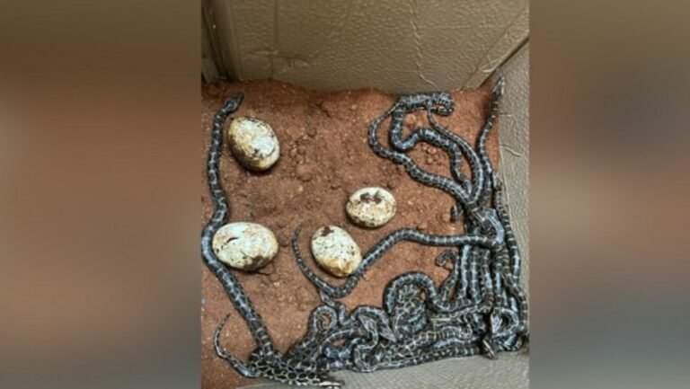 ഹൈവേ നിർമ്മാണം നിർത്തി വെച്ചു, വിരിഞ്ഞിറങ്ങിയത് 15 പെരുമ്പാമ്പിൻ കുഞ്ഞുങ്ങൾ