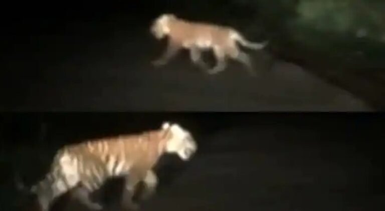 വയനാട്ടിൽ നടു റോഡിൽ കുടുവ; യാത്രികർക്ക് മുന്നറിയിപ്പ്