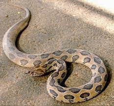 സ്കൂൾ വളപ്പിൽ നാലാം ക്ലാസുകാരന് പാമ്പുകടിയേറ്റു