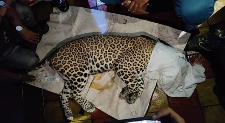 സ്കൂളിൽ കയറി ബാത്ത് റൂമിൽ ഒളിച്ച പുലിയെ പിടികൂടി