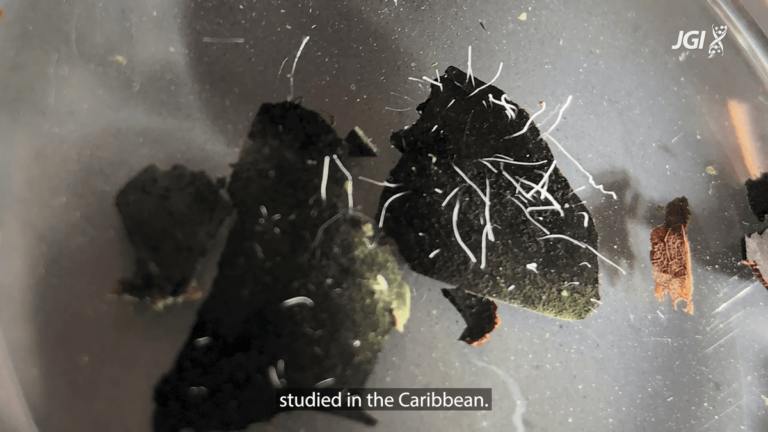 ലോകത്തിലെ ഏറ്റവും വലിയ ബാക്ടീരിയം കണ്ടെത്തി; പിന്തുടരാനാവാതെ ശാസ്ത്ര ലോകം