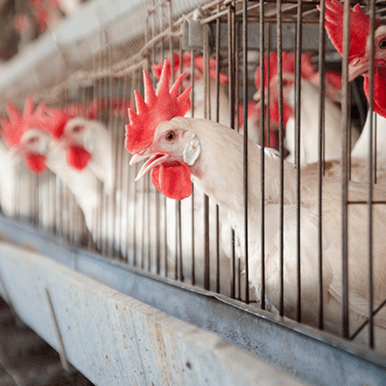 മുട്ടയ്ക്കും ചിക്കനും ഗൾഫിലെക്കാൾ വില; കയറ്റുമതി നിർത്തി