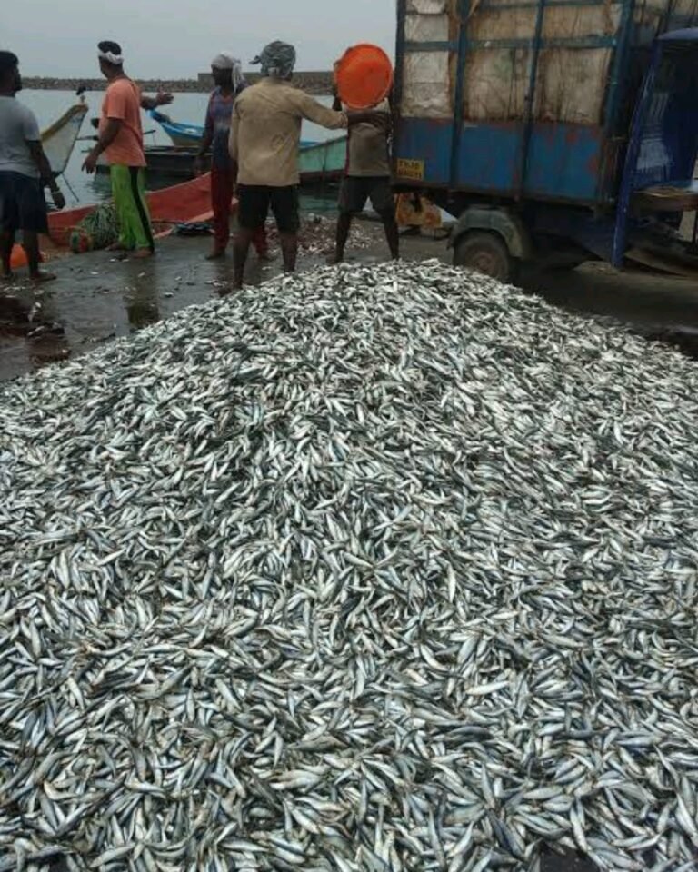 മത്തി തിരിച്ചെത്തുന്നു; പക്ഷെ, നിയമം നിസ്സഹായമായിരിക്കെ മുച്ചൂടും മുടിക്കുന്ന വേട്ട