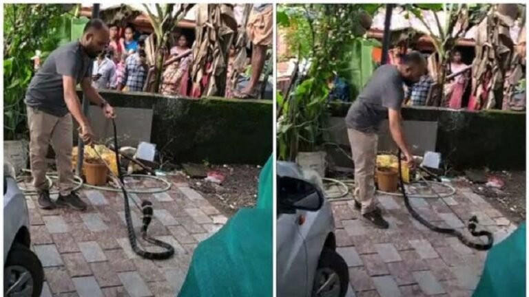 കാറിനകത്ത് രാജവെമ്പാലയുമായി ഒരു മാസം കറങ്ങി, സംശയത്തിനൊടുവിൽ വനം വകുപ്പ് എത്തി വിഷരാജനെ പിടികൂടി