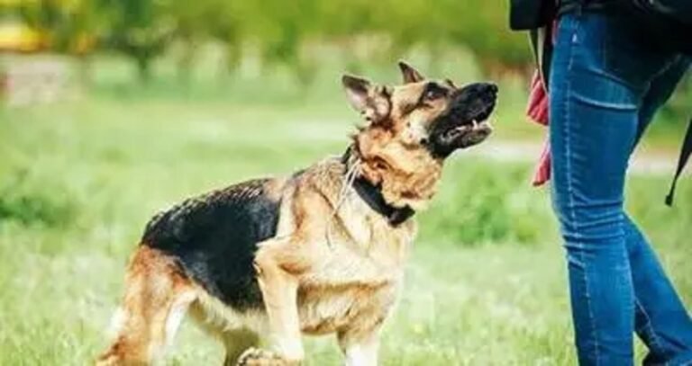 പേപ്പട്ടി ആക്രമണ ഭീതി പെരുകുന്നു, കടിയേറ്റ വയോധിക മരിച്ചു