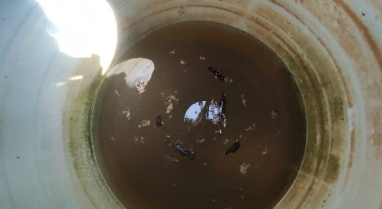 അങ്കണവാടിയിൽ സ്വാതന്ത്ര്യാഘോഷത്തിനെത്തിയ രക്ഷിതാക്കൾ കണ്ടത് വാട്ടർ ടാങ്കിൽ ചത്ത എലിയും പുഴുവും