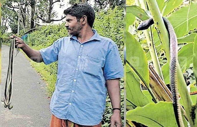 തോട്ടം കാക്കാൻ ചൈനീസ് പാമ്പുകൾ, ബിജുവിൻ്റേത് വേറിട്ട വഴി