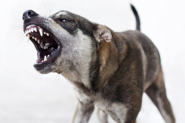 പേ വിഷബാധ; പരിഹാര മാർഗ്ഗം തേടാതെ അധികാരികൾ