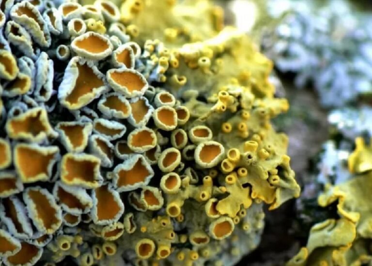 ഫാറ്റിലിവറിനെതിരെ കടൽ പായൽ ഉൽപന്നവുമായി സമുദ്ര ഗവേഷണ കേന്ദ്രം