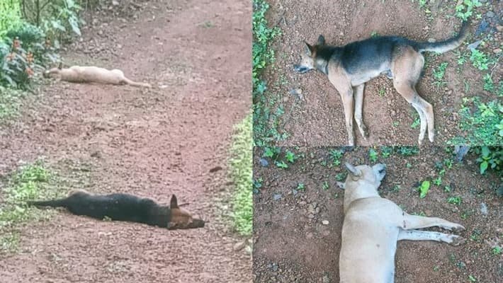 വന്ധീകരണവും നിയന്ത്രണവും പ്രസ്താവനകളിൽ തുടരുമ്പോൾ ജനങ്ങളിൽ ഭീതി പടരുന്നു, 12 നായ്ക്കളെ വിഷം കൊടുത്ത് കൊന്നു