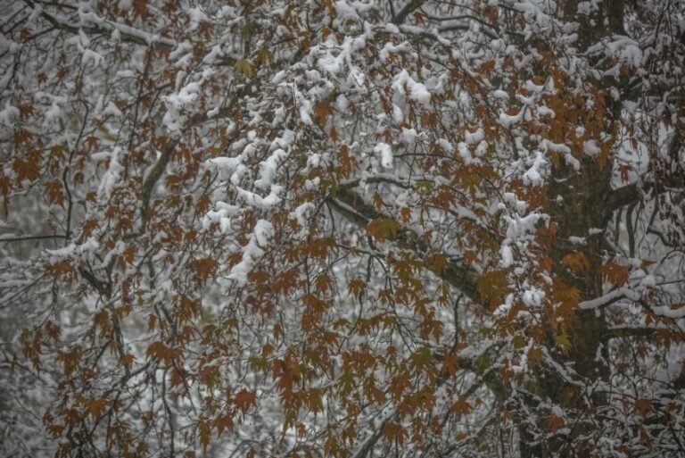 ചിനാർ തടങ്ങളിലേക്ക് പുറപ്പെടാം; ടി എം ഹാരിസിനെ വായിക്കാം