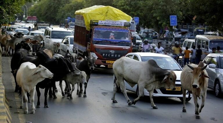 പശു രാഷ്ട്രീയം തിരിച്ചു കുത്തുന്നു; ഗുജറാത്തിൽ കാലിനിയന്ത്രണ നിയമം പിൻവലിച്ചു