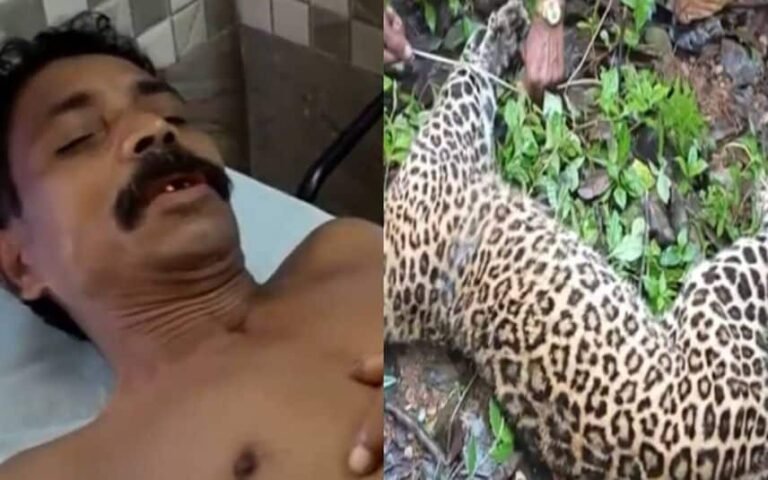 കടിച്ചു കൊല്ലാൻ വന്ന പുലിയെ ഈ കർഷകൻ എന്തു ചെയ്യണമായിരുന്നു, നിയമത്തെ ഭയന്ന് ഇരയാവണോ അതോ വെട്ടി കൊല്ലണോ