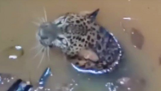 തവിഞ്ഞാലിൽ നാട്ടിലിറങ്ങിയ പുലി കിണറ്റിൽ വീണു