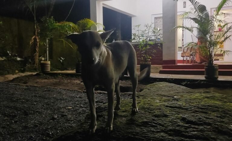 വളർത്തു നായ ലൈസൻസ് ഇനി ഓൺലൈനിൽ