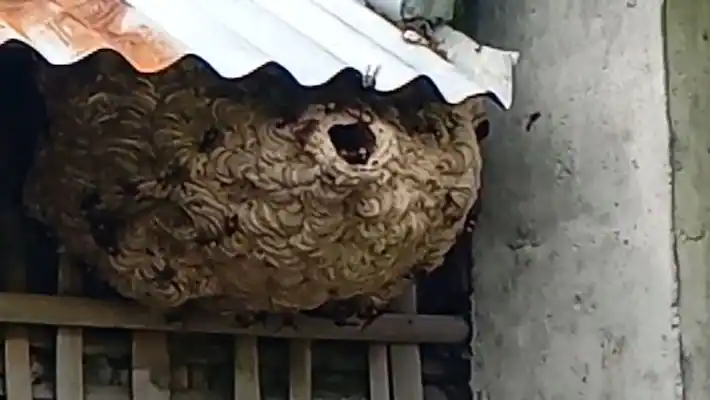 കടന്നൽ കുത്തേറ്റ് ഗൃഹനാഥൻ മരിച്ചു, അഞ്ചുപേർ ചികിത്സയിൽ