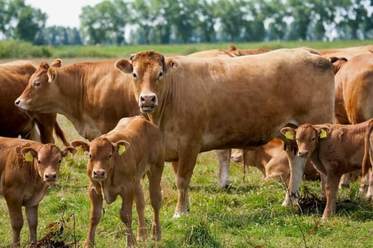 മൃഗങ്ങളെ കൊന്നാൽ അഞ്ച് വർഷം തടവ്, പുതിയ നിയമവുമായി കേന്ദ്ര സർക്കാർ