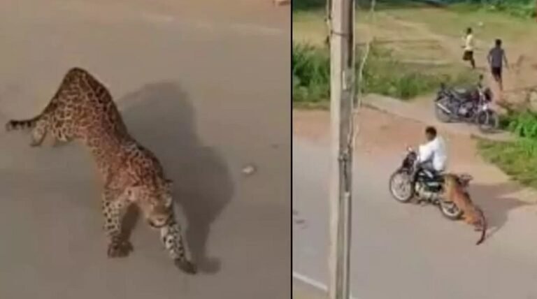 മൈസൂരിൽ നടു റോഡിൽ ബൈക്ക് യാത്രികനെ പുലി ആക്രമിച്ചു