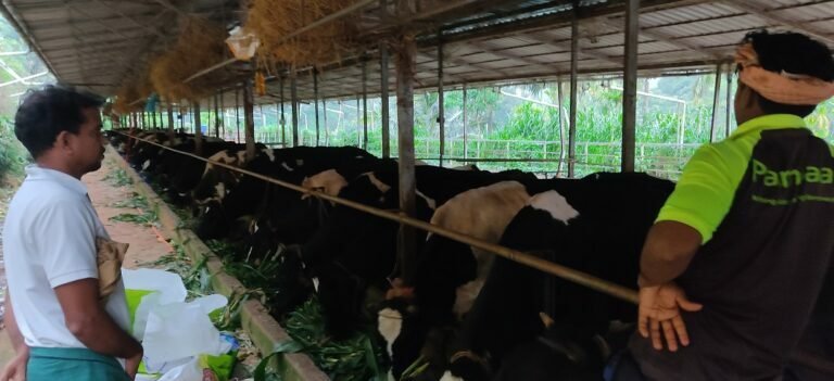 ഒരു ലറ്റിൽ പാലിന് കർഷകർക്ക് 9 രൂപ നഷ്ടം; വിലവർധിപ്പിക്കാൻ നിർദ്ദേശം