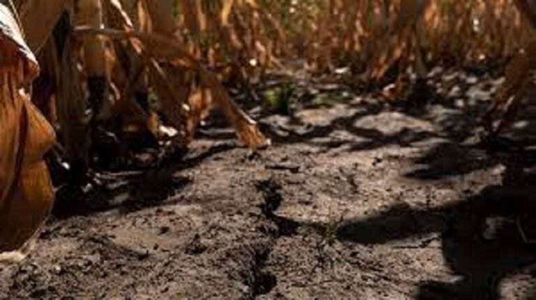 ഇന്ത്യയിൽ താപതരംഗം ദുരിതം വിതയ്ക്കാൻ സാധ്യത; പ്രവചിച്ച് ലോക ബാങ്ക്