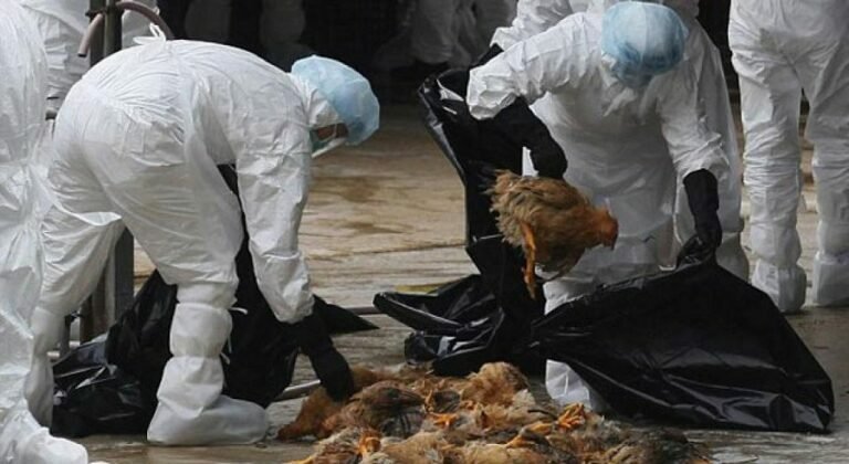 കോട്ടയത്ത് എച്ച്5 എൻ1; ചിക്കൻ കടകൾക്കും നിയന്ത്രണം