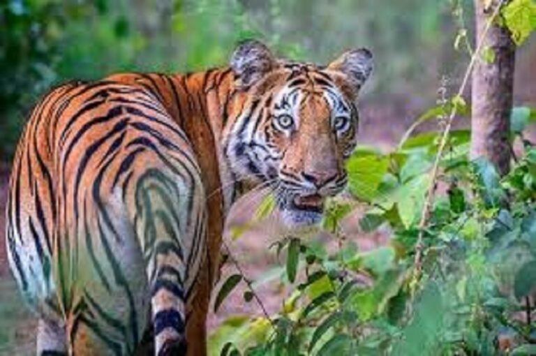 വയനാട്ടിൽ വീണ്ടും കടുവയുടെ ആക്രമണം; മാനന്തവാടി നഗരസഭാ പ്രദേശത്ത് പശുക്കുട്ടിയെ കൊന്നു