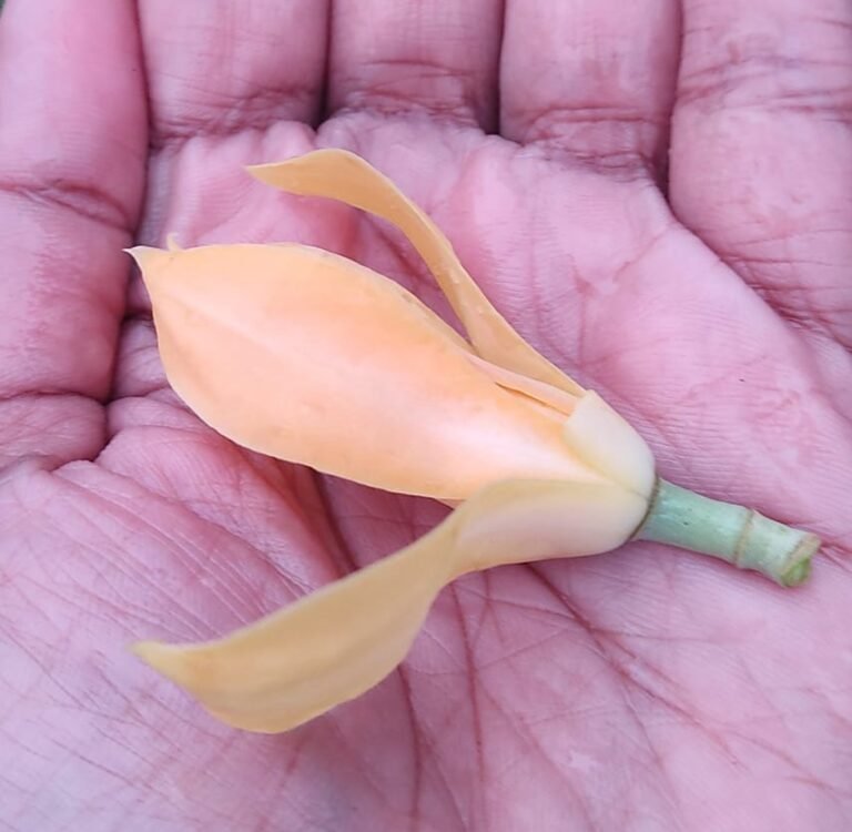 പുതിയ ഫോണിലേക്ക് മെസേജുകൾ ഉൾപ്പെടെ മാറ്റാം, പുത്തൻ ഫീച്ചറുമായി വാട്‌സാപ്പ്