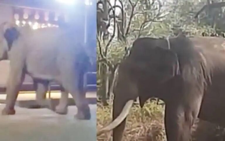 പ്രതിഷേധം കനത്തു, അരി തേടി നാട്ടിലിറങ്ങിയ ഒറ്റയാനെ മയക്കു വെടി വെക്കാൻ ഉത്തരവ്