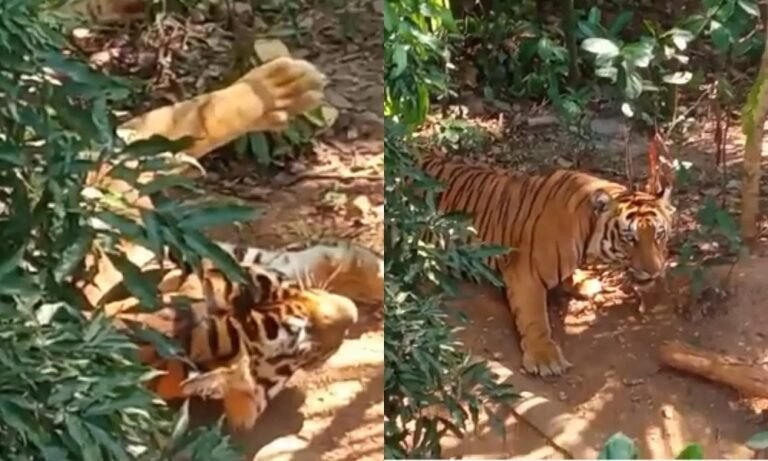 വയനാട്ടിൽ പിടിയിലായത് കർഷകനെ ആക്രമിച്ച് കൊന്ന കടുവ തന്നെ