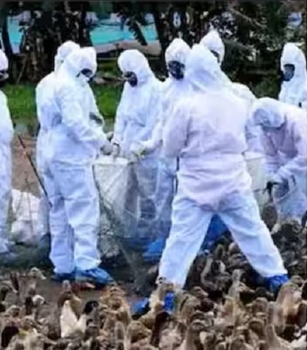 പക്ഷിപ്പനി, പരിസരത്തെ വിദ്യാലയങ്ങൾക്ക് അവധി