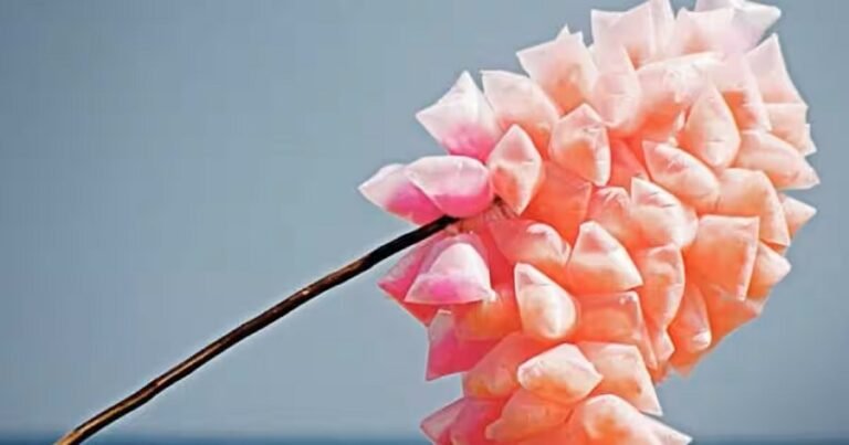 പഞ്ഞി മിഠായിയിൽ വസ്ത്രങ്ങൾക്ക് നിറം നൽകുന്ന രാസവസ്തു, കർശന നടപടിക്ക് ആരോഗ്യ മന്ത്രി