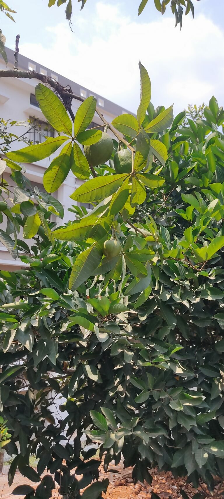 പച്ചക്കറി കടയിൽ നിന്നും മാങ്ങ മോഷ്ടിച്ച് സി സി ടി വിയിൽ കുരുങ്ങിയ പൊലീസുകാരനെ പിരിച്ചു വിടാൻ തീരുമാനം