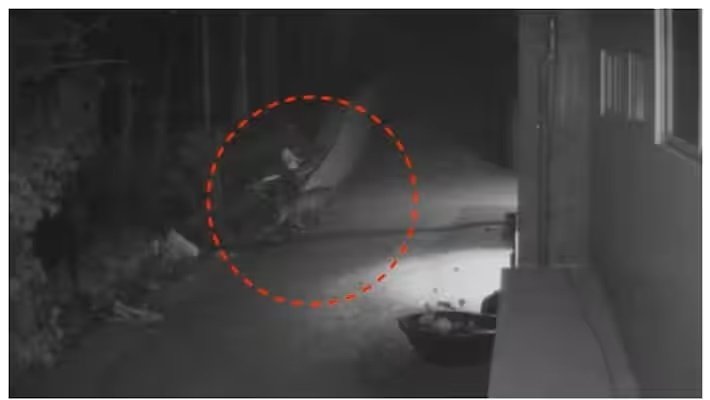 പുൽപ്പള്ളിയിൽ വീട്ടു മുറ്റത്ത് കടുവ, പരക്കെ പരിഭ്രാന്തി