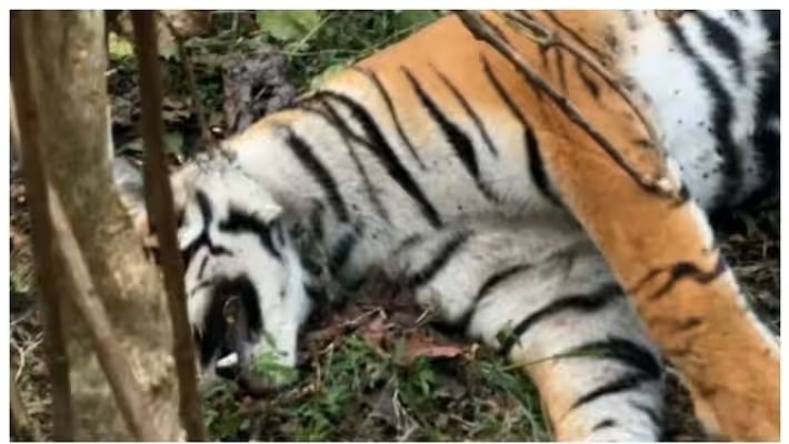 വയനാട്ടിൽ ഭീതി വിതച്ച കടുവയുടെ ജഡം കഴുത്തിൽ കുരുക്ക് മുറുകിയ നിലയിൽ