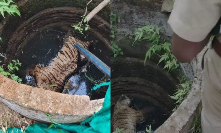 മോട്ടോറിൽ വെള്ളം കയറിയില്ല, നോക്കുമ്പോൾ കിണറ്റിൽ കടുവ