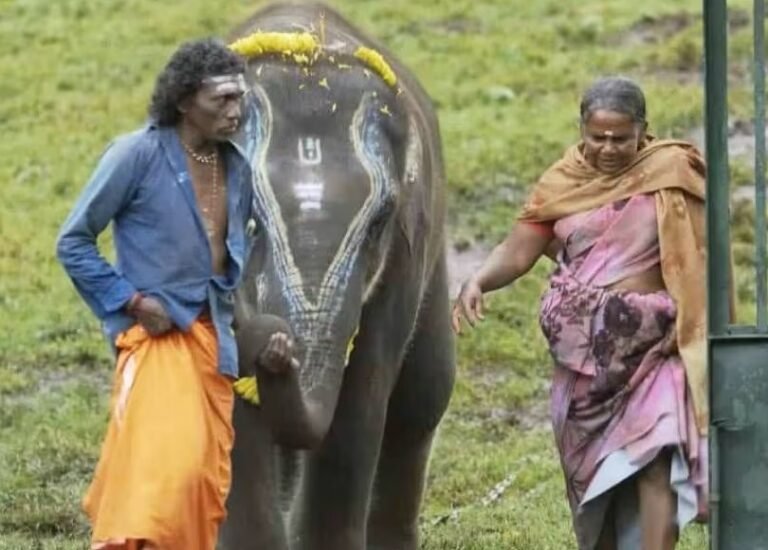 ഓസ്കാറിൻ്റെ പെരുമയിൽ കേരള അതിർത്തിയിൽ നിന്നും എത്തിയ ആനക്കഥ