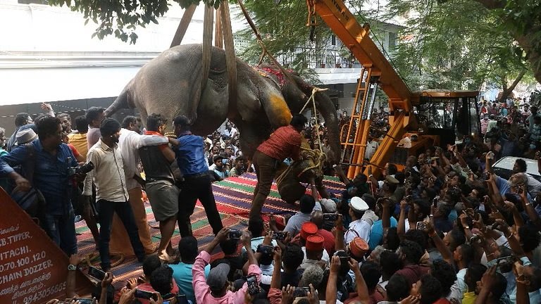 സ്വകാര്യ വ്യക്തികളും ആരാധനാലയങ്ങളും ആനകളെ പരിപാലിക്കുന്നതും സ്വന്തമാക്കുന്നതും വിലക്കി മദ്രാസ് ഹൈക്കോടതി