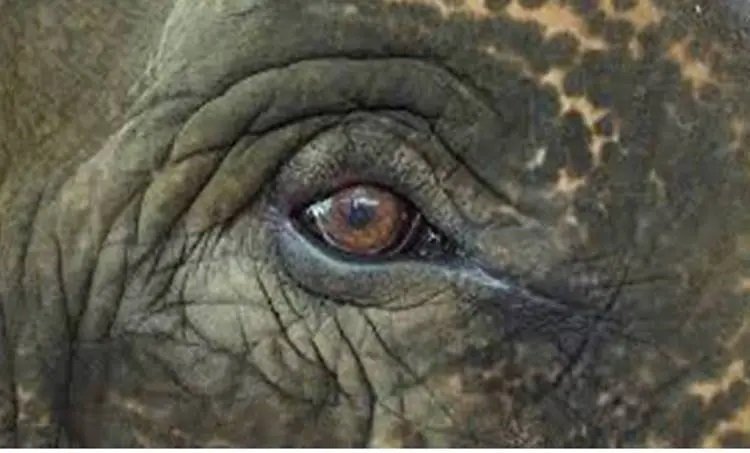 ഇരുപത്തൊന്നുകാരനെ ആന ചവിട്ടിക്കൊന്നു