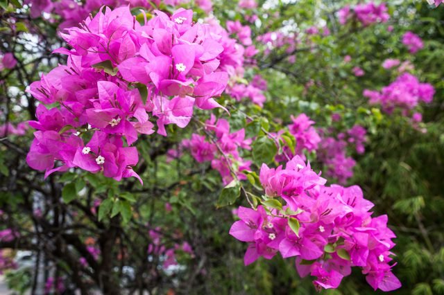 ഡൽഹി കടലാസു പൂക്കളുടെ ഉത്സവത്തിന് തുടക്കമിടുന്നു