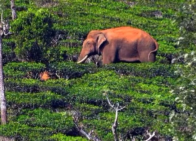 അരിക്കൊമ്പൻ നഗരത്തിൽ, തമിഴ്നാട്ടിൽ പരിഭ്രാന്തി