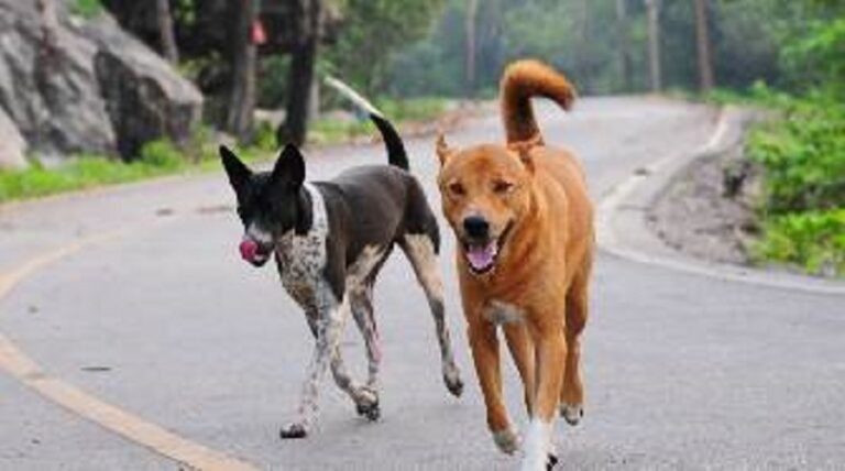 തെരുവുനായകളുടെ നിയന്ത്രണത്തിന് എന്ത് പദ്ധതിയാണ് നടപ്പാക്കിയത് ? ഉദാസീനതയെന്ന് മന്ത്രി; എങ്കിൽ ചോദിക്കാം നമ്മുടെ ജനപ്രതിനിധികളോട്