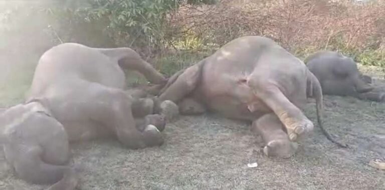 പച്ചക്കറി ലോറിയിടിച്ച് ആനയും രണ്ട് കുഞ്ഞുങ്ങളും ചത്തു