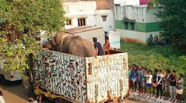 അരിക്കൊമ്പനെ തമിഴ്നാട്ടിൽ മയക്കു വെടിവെച്ചു; മുണ്ടൻ തൂറൈ കടുവാ സങ്കേതത്തിലേക്ക് മാറ്റും