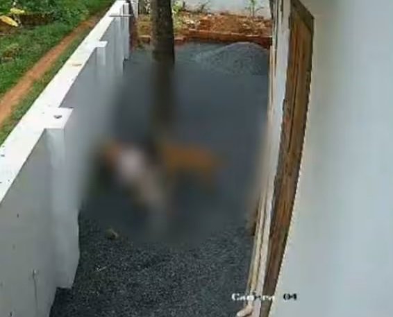 കണ്ണൂരിൽ വീണ്ടും തെരുവു നായ ആക്രണം, മൂന്നു വയസ്സുകാരിയെ മൂന്നു നായ്ക്കൾ ആക്രമിച്ചു