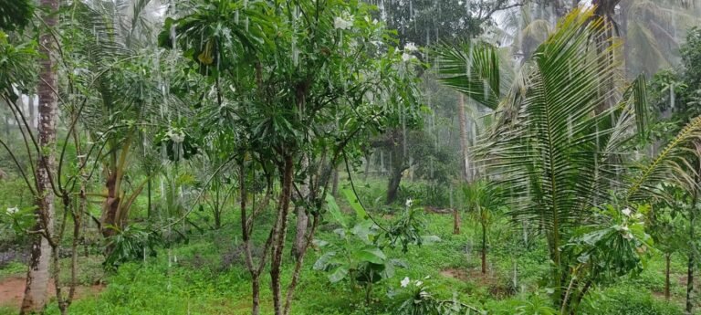 പരാതി പറയാൻ വരട്ടെ, മഴ 32 ശതമാനം കുറവാണ് പെയ്തത്