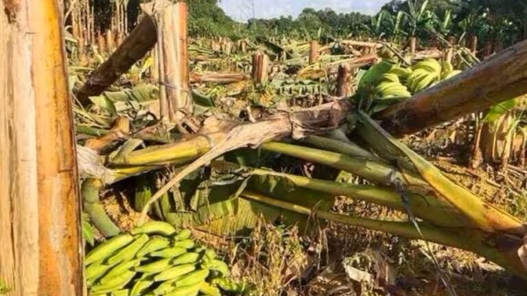 വാഴവെട്ടിയ സംഭവത്തിൽ വൈദ്യുതി വകുപ്പിനോട് മനുഷ്യാവകാശ കമ്മീഷൻ വിശദീകരണം തേടി