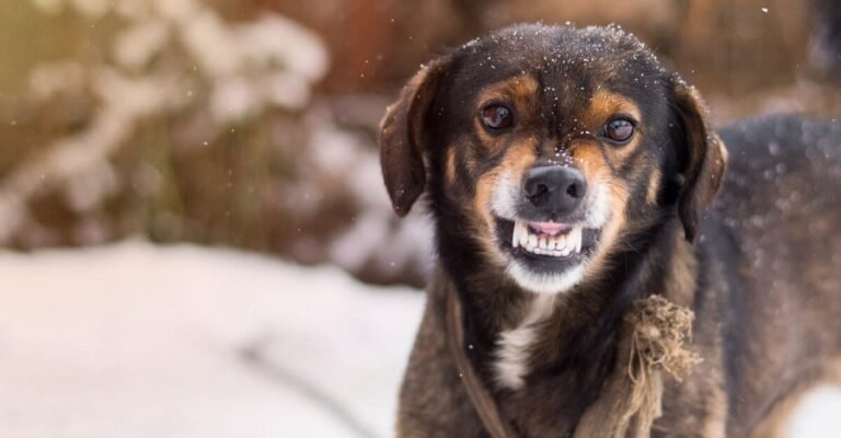 പേ വിഷബാധയേറ്റ വീട്ടമ്മ മരിച്ചു